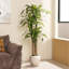 Arbre Dracaena de 6 pi Adcock-122512141