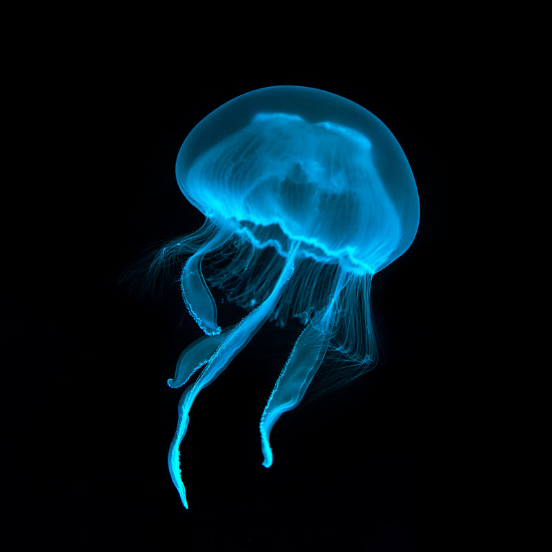 «Blue Transparent Jellyfish», impression sur toile tendue, H 20 po x l 30 po x P 1,25 po