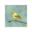 Baby Bird II Painting by Beverly Fuller-26928958-26928962