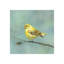 Baby Bird II Painting by Beverly Fuller-26928965-26928964