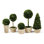 Preserved Boxwood 5 Piece Topiary Set