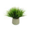Vanilla Grass Arranged In A Fiberstone Pot