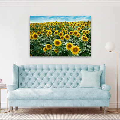 Cortona Sunflowers # 1 - Floral, nature morte, paysages, photographie, Italie, tournesols, art
