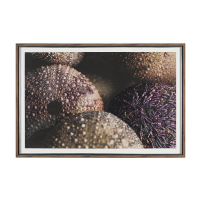 Purple Sea Urchins By Nathan Larson A Hand Embellished Framed Art Print Matted Under Glass