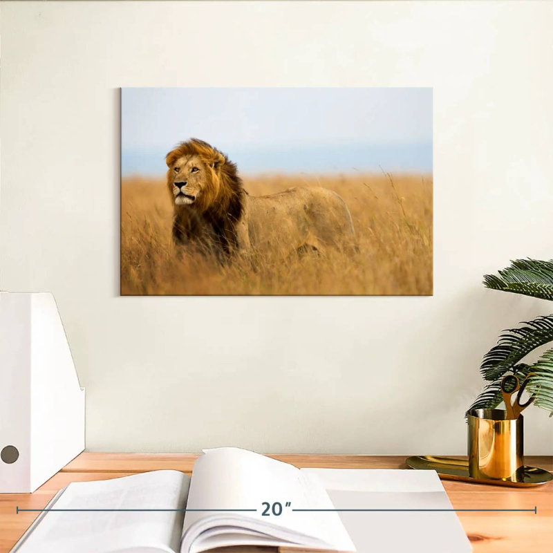 Lion chassant en safari, H 8 po x l 12 po