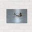 Art mural en métal luxueux «Preening» par Ron Parker, 24 po x 16 po-101657345