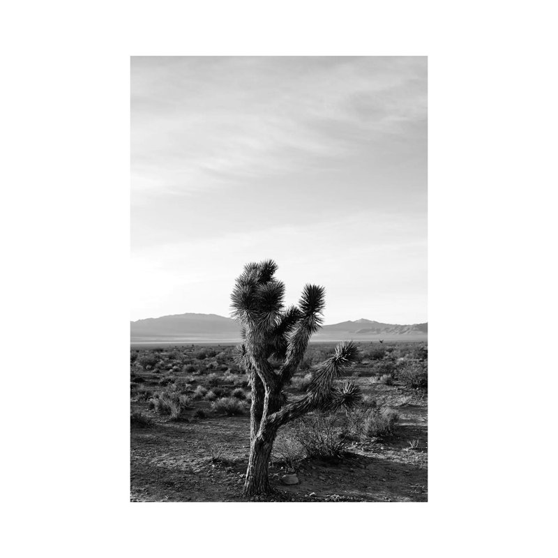 Joshua Tree Sunrise III by Bethany Young - Print on Canvas, 30.48cm H x 20.32cm W x 1.91cm D, Wrapped Canvas