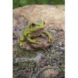 Tree Frog