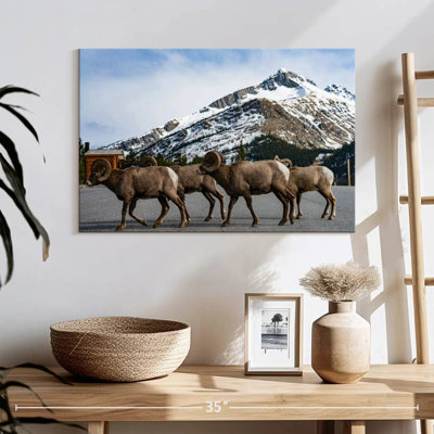 Bighorn Sheep Crossing