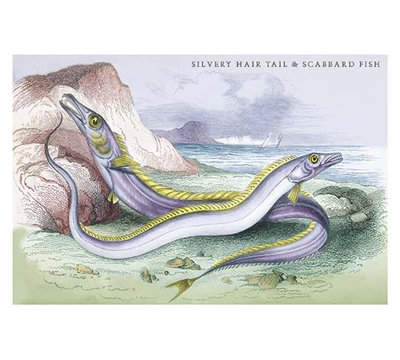 «Silvery Hairtail and Scabbard Fish» par Robert Hamilton, reproduction d'art