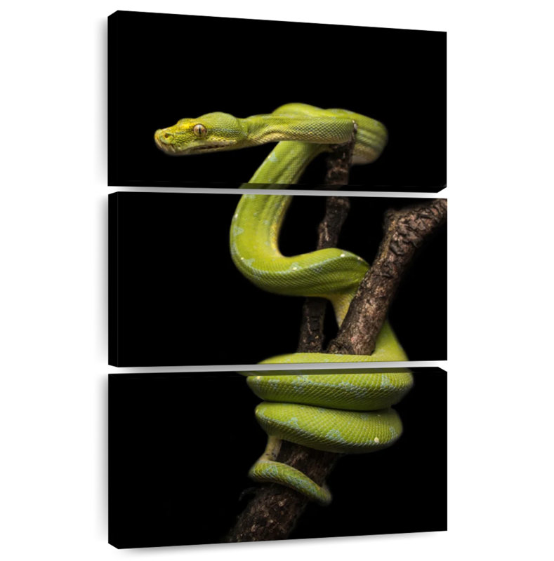 Brampt Python Wrapped Around A Branch