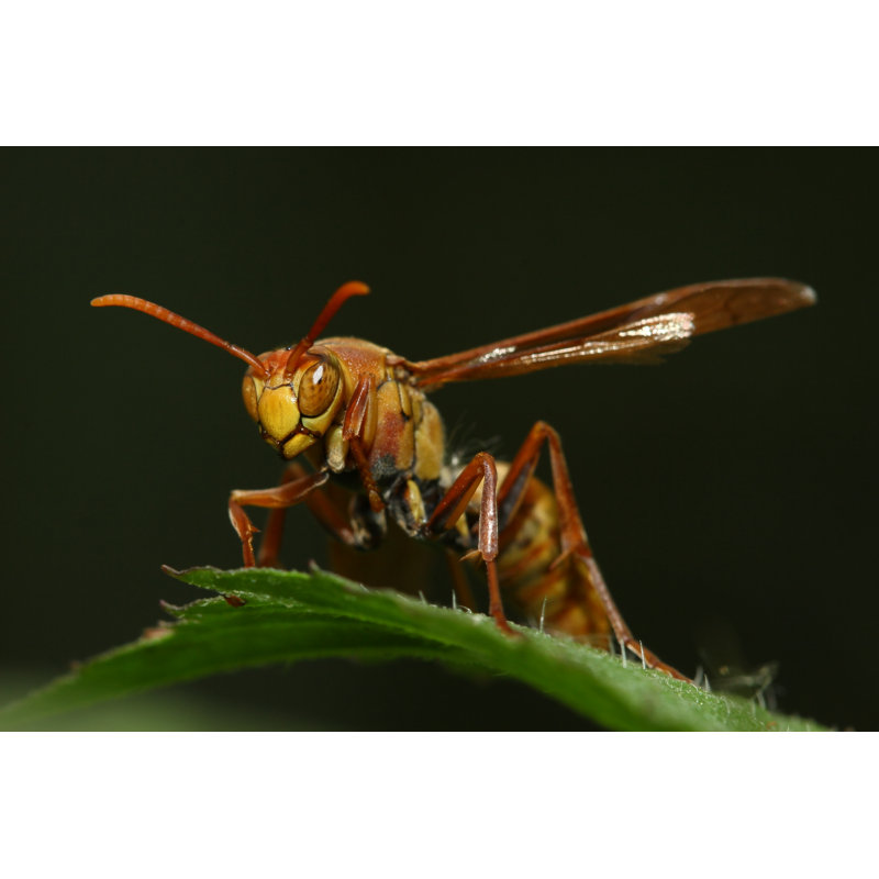 Lissett Wasp par Ryanking999, H 8 po x l 12 po