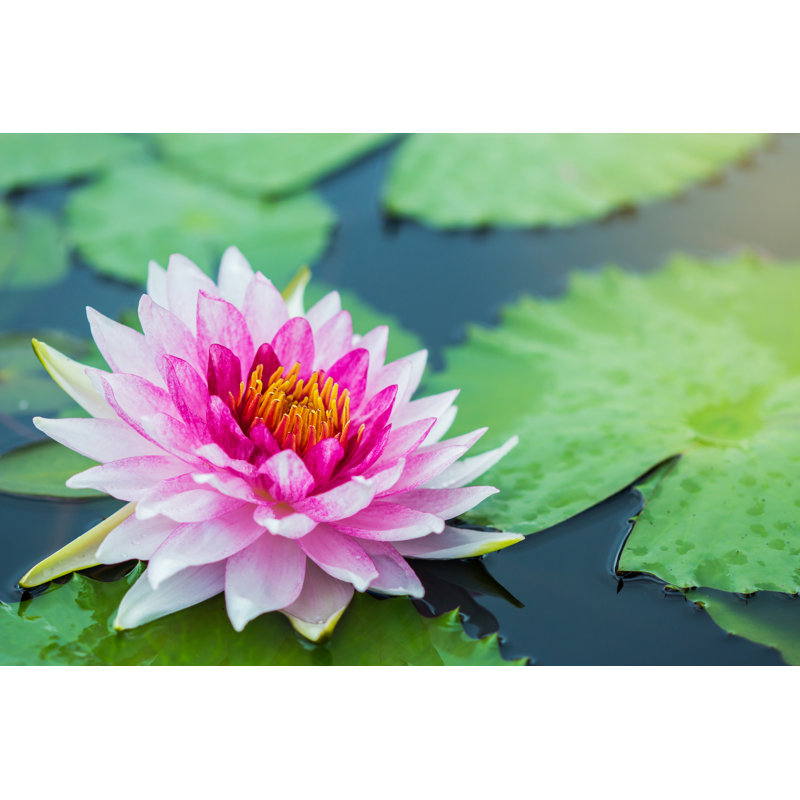 Bendersville Blooming Lotus Flower - Wrapped Canvas Print, 30cm H x 46cm W x 3.8cm D