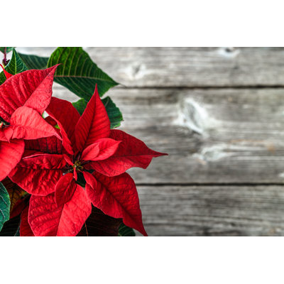 Christmas Cutting Board Poinsettia On Plank - Set Of 2