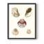 «Pastel Knorr Shells», reproduction encadrée en bois massif-1450771748-1450771751