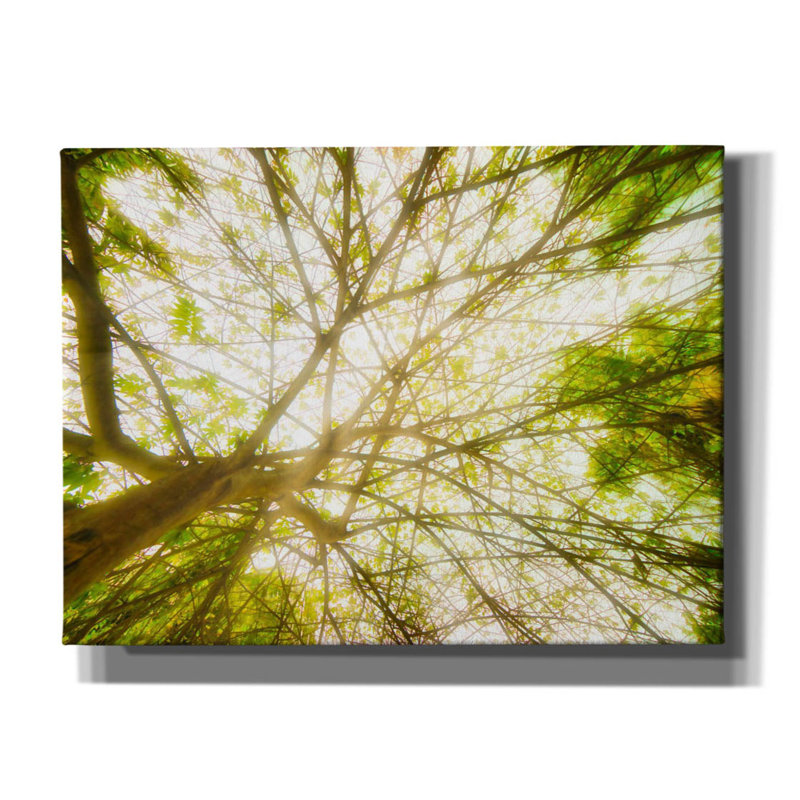 «Tropical Dream on Canvas» par Mark A Paulda, reproduction, H 12 po x l 16 po x P 0,75 po