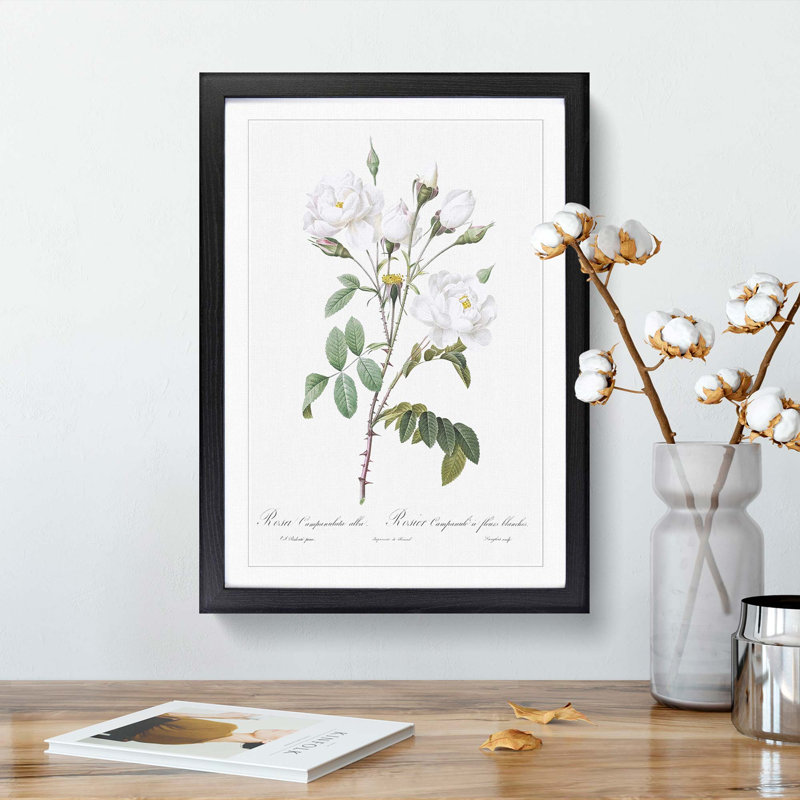 White Roses by Pierre-Joseph Redoute - Picture Frame Art Prints, 36cm H x 27cm W x 2cm D, Black Framed