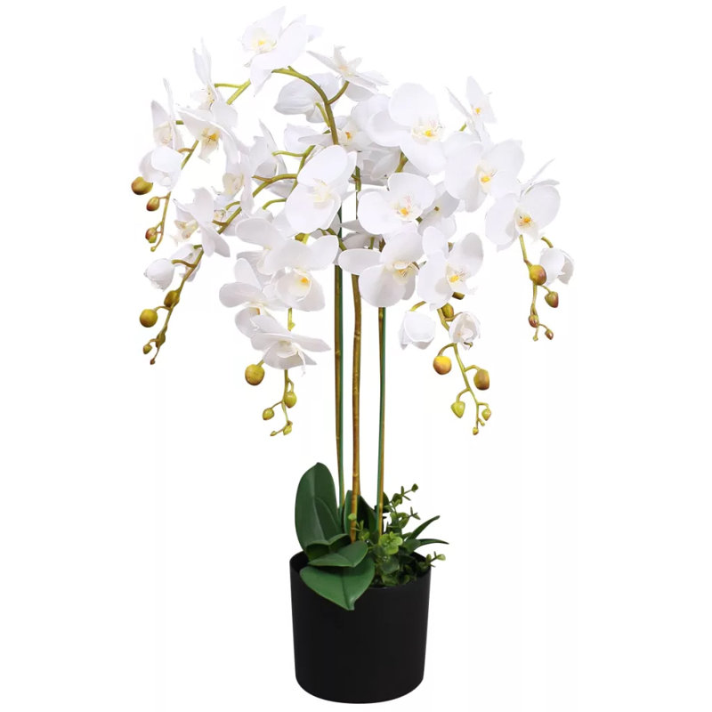 Anneus 85cm Plant