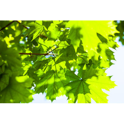 " Green Maple Leaves " by Rootstocks