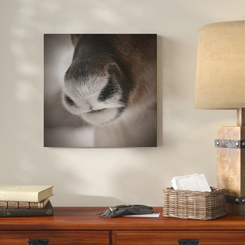 « renne groin », reproduction de photo sur toile tendue, H 24 po x l 24 po