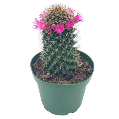 Old Lady Cactus OldLady Pincushion Mammillaria Hahniana