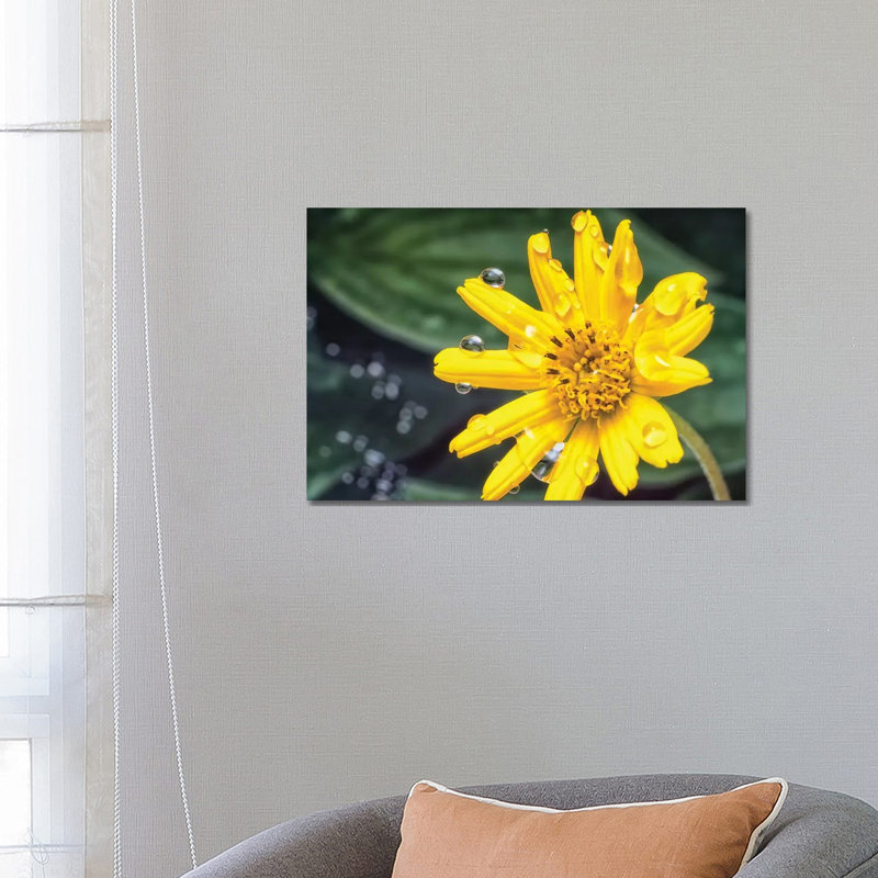 Yellow Flower With Water Drops by Glauco Meneghelli - Wrapped Canvas Print, 66.04 cm H x 45.72 cm W