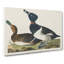 Ring-Necked Ducks by John Audubon - Wrapped Canvas-55323288