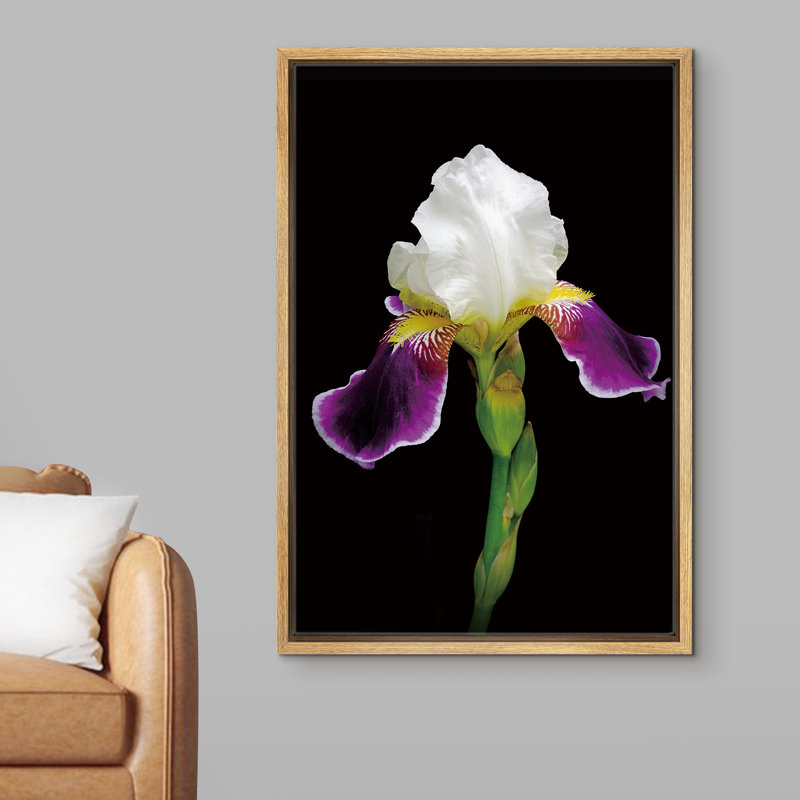 Profil d'un iris en fleur avec une tige et un bourgeon - photographie sur toile avec cadre flottant, Encadrement brun