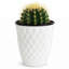 Plante grasse vivante avec cactus Live