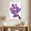 Fleurs de pois Harnek-108255386
