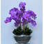 Orchid Floral Arrangement in Planter-219825536
