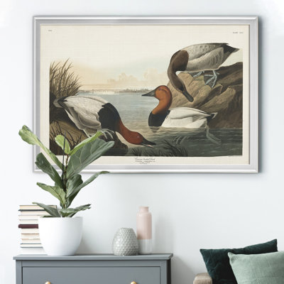 " Canvas Backed Duck "