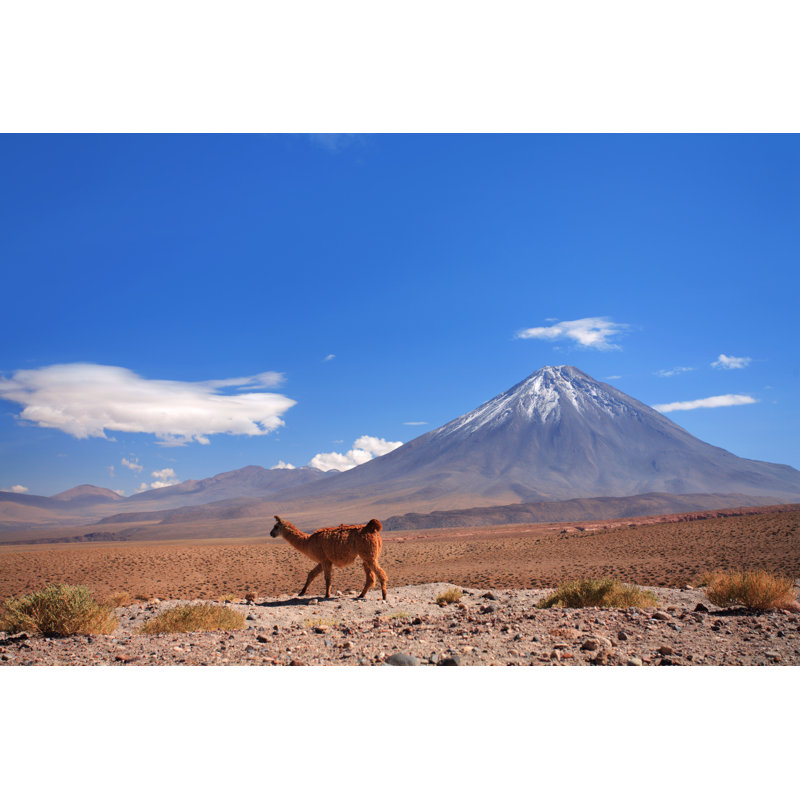 Guanaco près du volcan Licancabur - Chili, Atacama par Luso, H 24 po x l 36 po