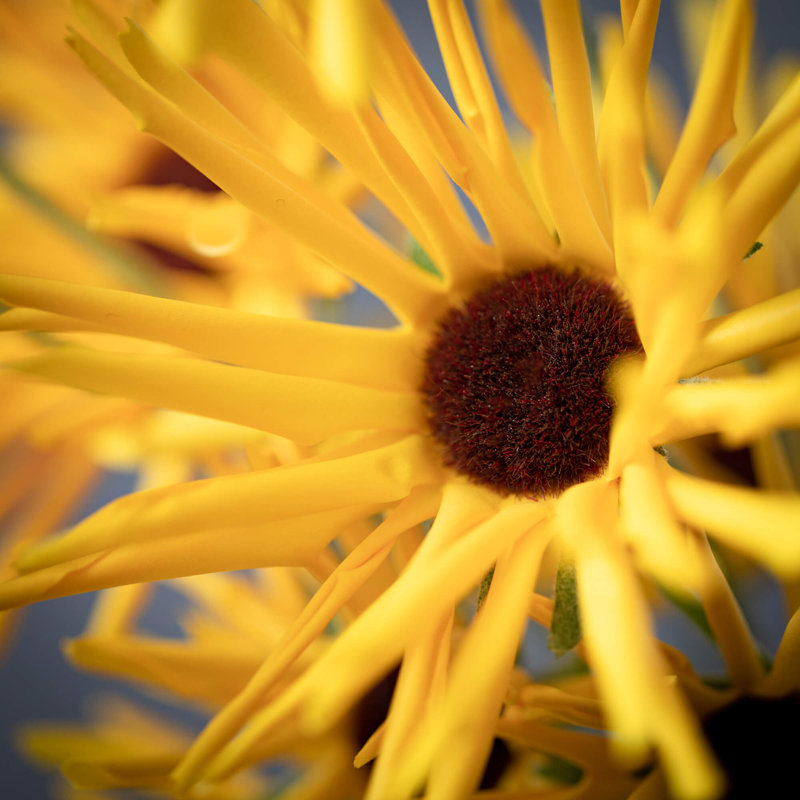 Tige de marguerite jaune 38 po, Jaune