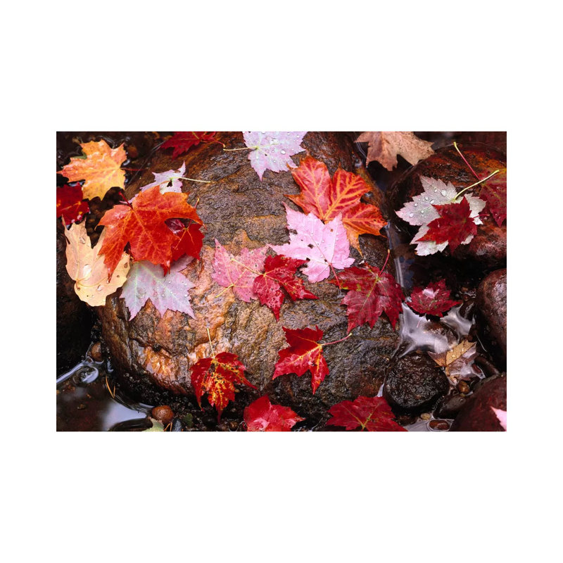 Maple Leaves In Sable Creek, Pictured Rocks National Lakeshore, Michigan by Tim Fitzharris - Wrapped Canvas Print