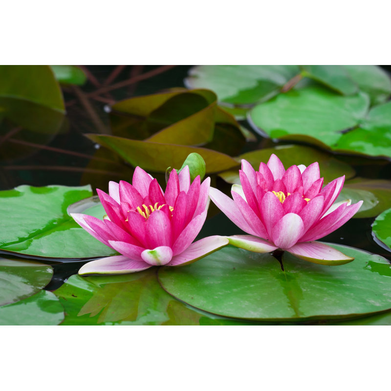 Lotus - Wrapped Canvas Print, 81cm H x 122cm W x 3.8cm D