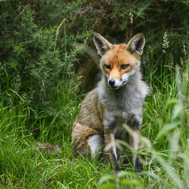 «Como Red Fox» par Matt_Gibson - reproduction sur toile tendue, H 12 po x l 12 po