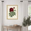 «Van Houtteano Rose», reproduction d'art encadrée en bois-210173671-210173691