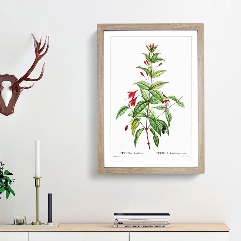 Fuchsia Flowers by Pierre-Joseph Redoute - Framed Print, Oak Framed, 36cm H x 27cm W x 2cm D