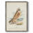 Hawk Owl Framed Print - Solid Wood