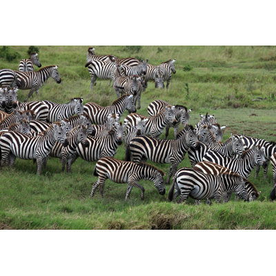 Montgomeryville Zebra Herd - Wrapped Canvas Print