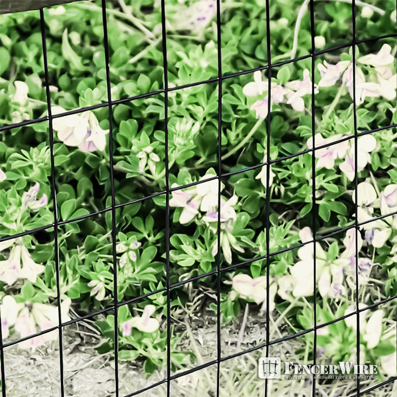 2 ft. x 50 ft. Black Vinyl Coated Welded Wire Fence