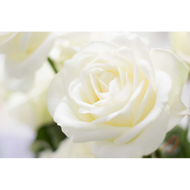 Rose blanche - Photographie sur toile tendue, H 8 po x l 12 po