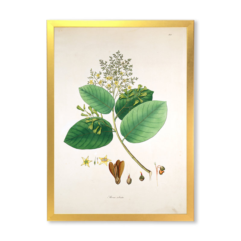 Vintage Botanicals III - peinture sur toile, H 32 po x l 16 po x P 1 po, Cadre doré