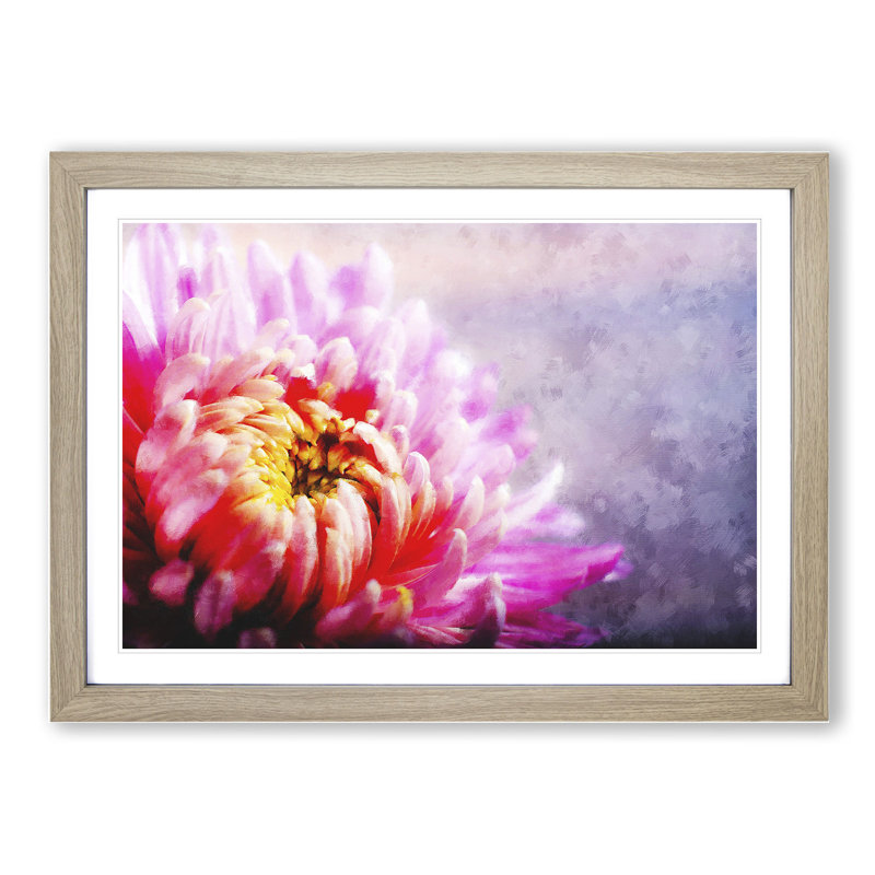 Pink Chrysanthemum Flower - Framed Print, 27cm H x 36cm W x 2cm D, Oak Framed