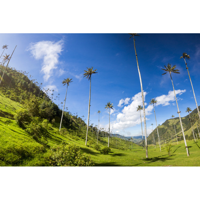 Valle Del Cocora - Wrapped Canvas Print, 30cm H x 46cm W