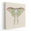 «Watercolor Moths IV», reproduction d'art sur toile