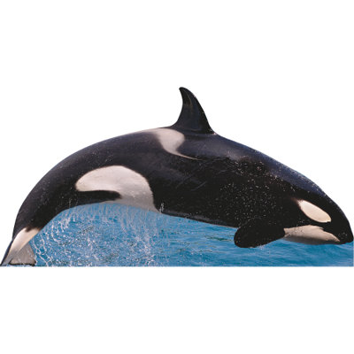 «SP13134 Killer Whale Free Jump»