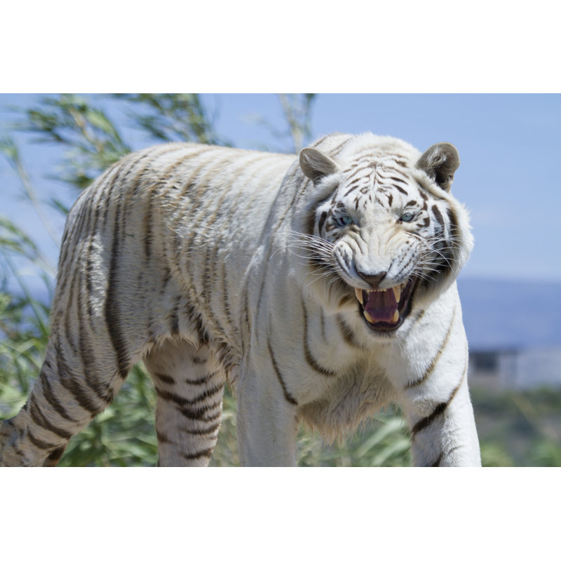 Angry White Tiger by Mark Kostich, 20" H x 30" W