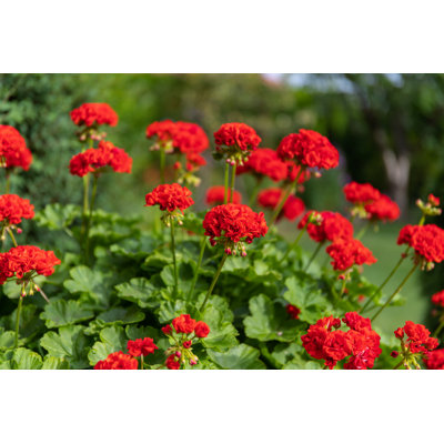 Red Geranium by Irina Gelwich - Wrapped Canvas Print